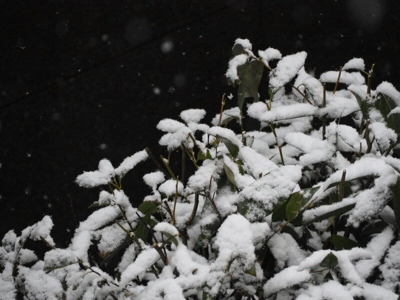 つくばの儚い雪景色